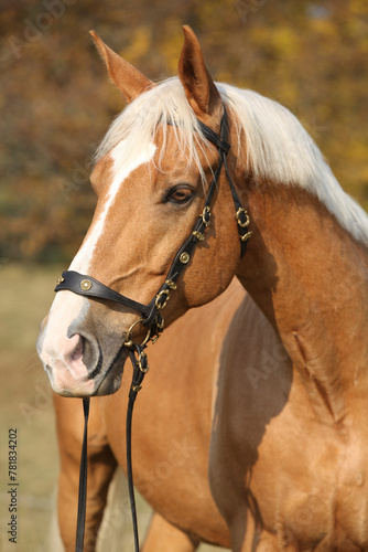 Fotografie Amazing big warmblood in autumn