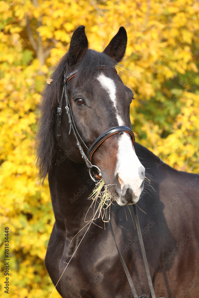 Obraz premium Amazing big warmblood in autumn