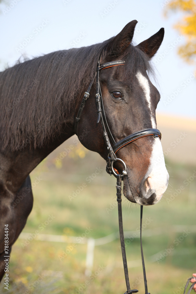 Amazing big warmblood in autumn