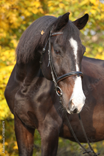 Fotografie Amazing big warmblood in autumn