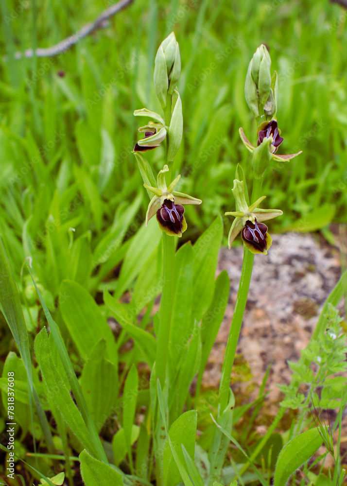 Two flowering plants of the Alasian bee orchid (Ophrys alasiatica), in natural habitat, Cyprus Two flowering plants of the Alasian bee orchid (Ophrys alasiatica), in natural habitat, Cyprus