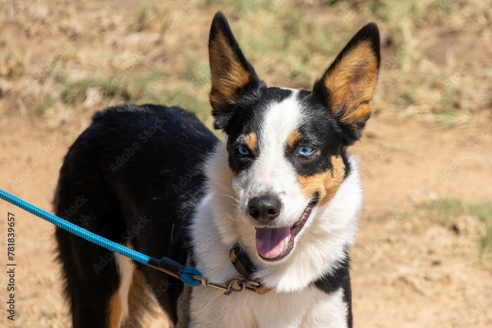 Beautiful Border collie at a sheepherding trial on a farm near Bultfontein in the Orange Free State, South Africa