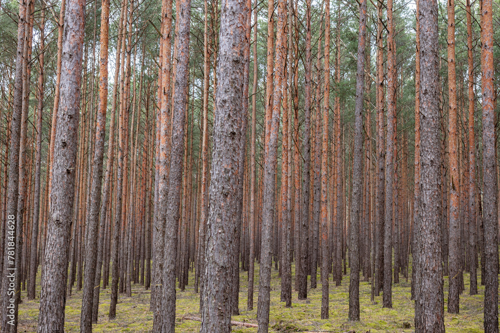 Kiefernwald in Brandenburg