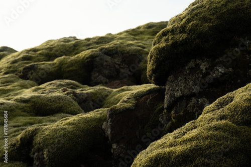 Closeup of moss blanketing lava rocks, creating a textured, natural green landscape with a mysterious ambiance in Iceland