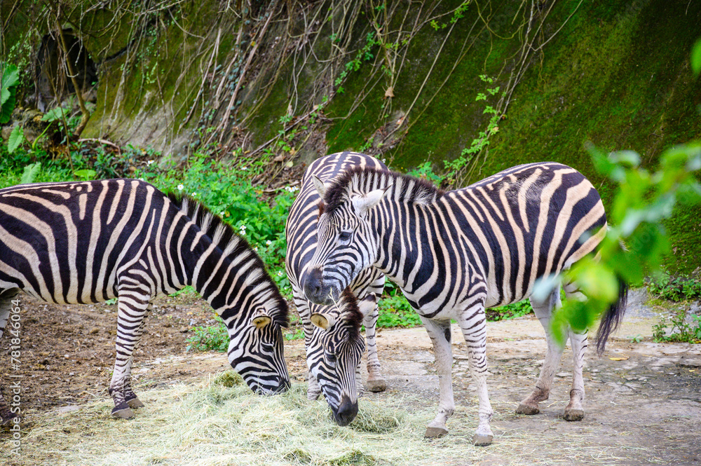 Animals in Taipei Zoo during winter Animals in Taipei Zoo during winter