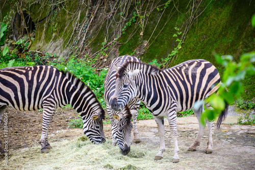 Animals in Taipei Zoo during winter