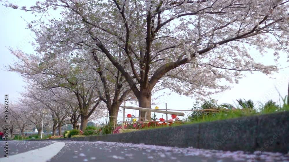 Sakura Cherry Blossoms in Japan Slowmotion video Sakura Cherry Blossoms in Japan Slowmotion video