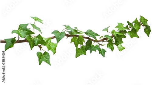Climbing plants creepers isolated on white background. photo