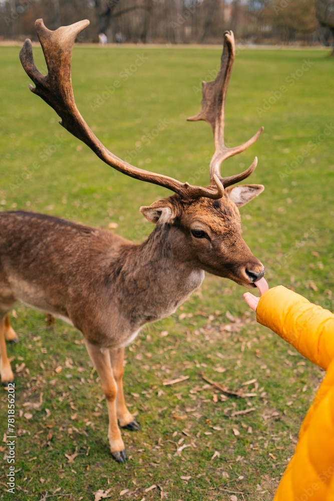 A deer licks the hand of a boy in a bright jacket, close up