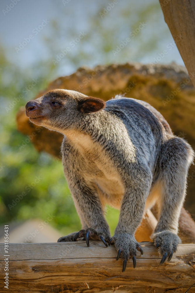 Portrait the grizzled tree kangaroo Portrait the grizzled tree kangaroo