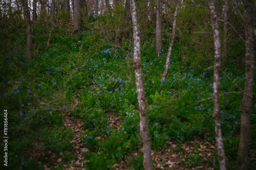 The Growing and Blooming Bluebell Wildflower The Growing and Blooming Bluebell Wildflower