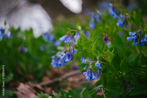 The Growing and Blooming Bluebell Wildflower © Cavan