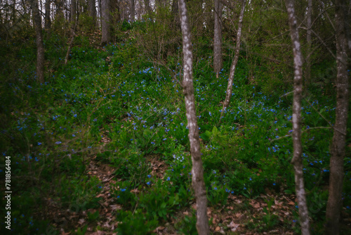 Fototapeta Naklejka Na Ścianę i Meble -  The Growing and Blooming Bluebell Wildflower