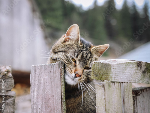 Lazy cat near the fence photo