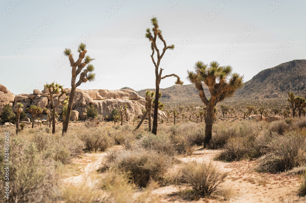 Joshua trees (Yucca brevifolia) surrounded by desert landscape