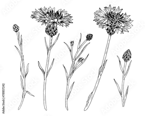 Cornflower Set Vector outline illustration. Hand drawn clipart of medicinal flowers and herbs. Black line art of officinalis knapweeds. Drawing on isolated white background. For monochrome prints © Ekaterina