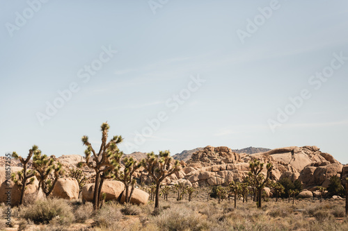 Scenic view of Joshua Tree National Park in California with copy space