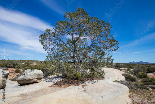 Arbol sobre piedra en el desierto