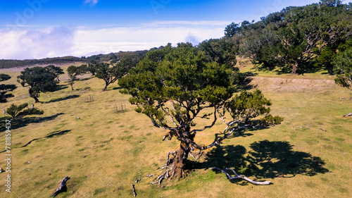 The magical Fanal forest in Madeira. This place is located on the mountain plateau of Paul da Serra in the northwestern part of Madeira. The Fanal forest is part of the ancient laurel forest Laurisilv