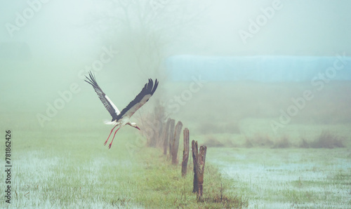stork in flight in the countryside © danimages