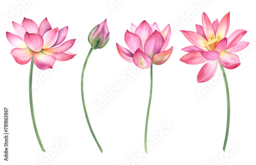 A set of pink lotus flowers on an isolated background. The watercolor illustration is hand-drawn. Delicate water lilies for spa, zen design. Clipart for printing postcards.