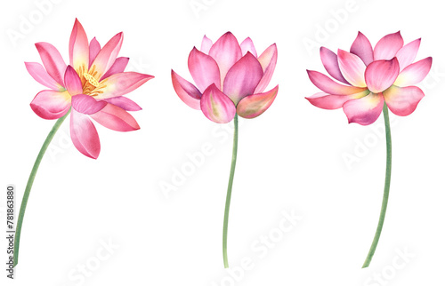 A set of pink lotus flowers on an isolated background. The watercolor illustration is hand-drawn. Delicate water lilies for spa  zen design. Clipart for printing postcards.