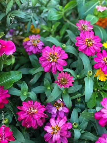 pink flower bush