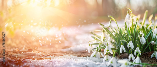 Banner with spring awakening: snowdrop flowers emerging from melting snow at sunrise. Postcard with copy space. Generative AI #781867227