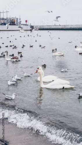 swan swimming at the beach in winter in Gdynia Poland on a cold day