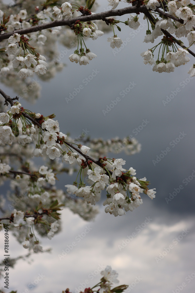 Close-up of Cherry branches with withe flowers against stormy sky. Prunus avium Close-up of Cherry branches with withe flowers against stormy sky. Prunus avium