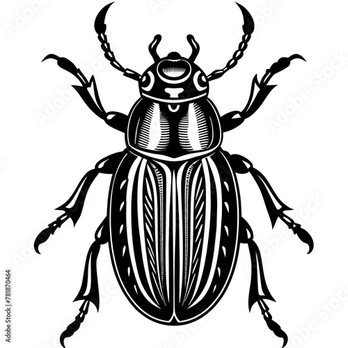 black and white beetle -Vector illustration