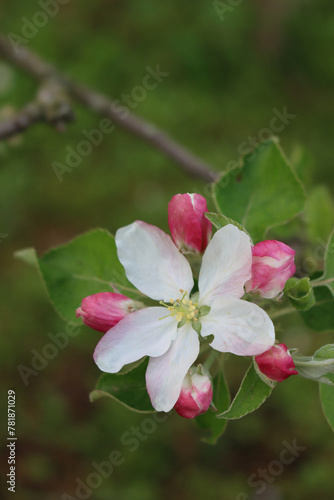 Close-up of pink and white apple flowers and blossom on branch on springtime. Malus domestica in the orchard © saratm