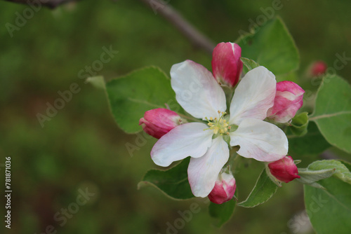 Close-up of pink and white apple flowers and blossom on branch on springtime. Malus domestica in the orchard