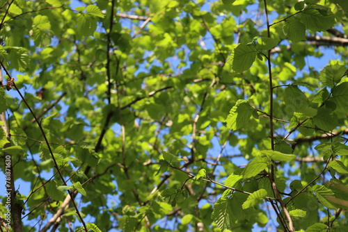 Common hazel tree with fresh new leaves against blue sky. Corylus avellana tree on springitme