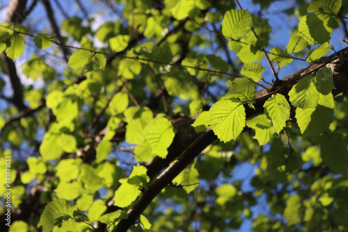 Common hazel tree with fresh new leaves against blue sky. Corylus avellana tree on springitme © saratm