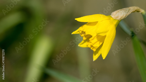 Bright yellow daffodil in a garden