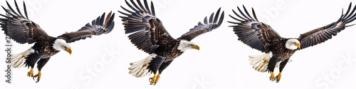 Majestic Eagle A Symbol of Freedom and Power Generative AI © Bipul Kumar