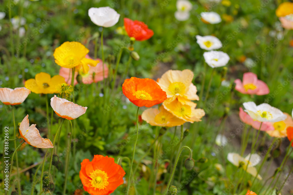 Beautiful poppy flower garden. The Expo 70 Commemorative Park, Osaka, Japan Beautiful poppy flower garden. The Expo 70 Commemorative Park, Osaka, Japan