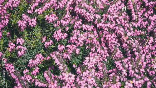 Pink heather in the close up view