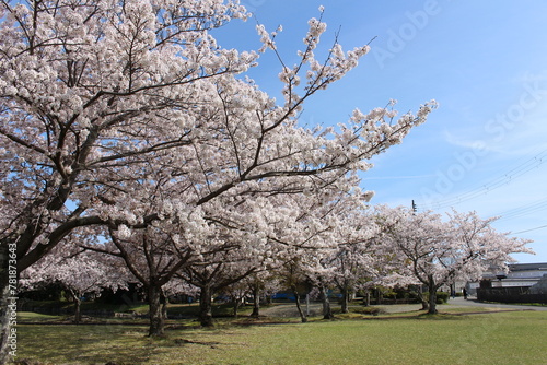 赤穂東御崎公園の桜
