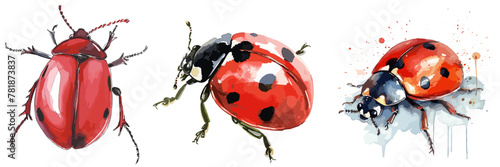 Set of watercolor insects, ladybugs.Vector graphics, white backdrop, Vector Illustration,