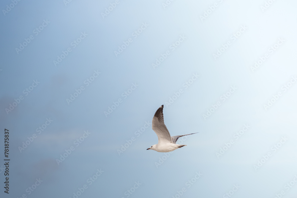 Obraz premium White gull bird bird flying in the blue sky above the sea on a beach in Sydney Australia