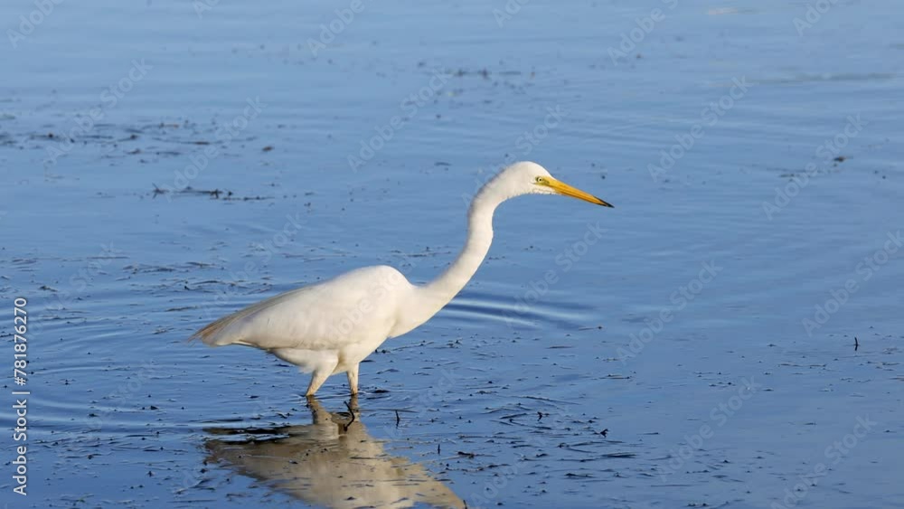 Great Egret Hunting in Wetlands Great Egret Hunting in Wetlands
