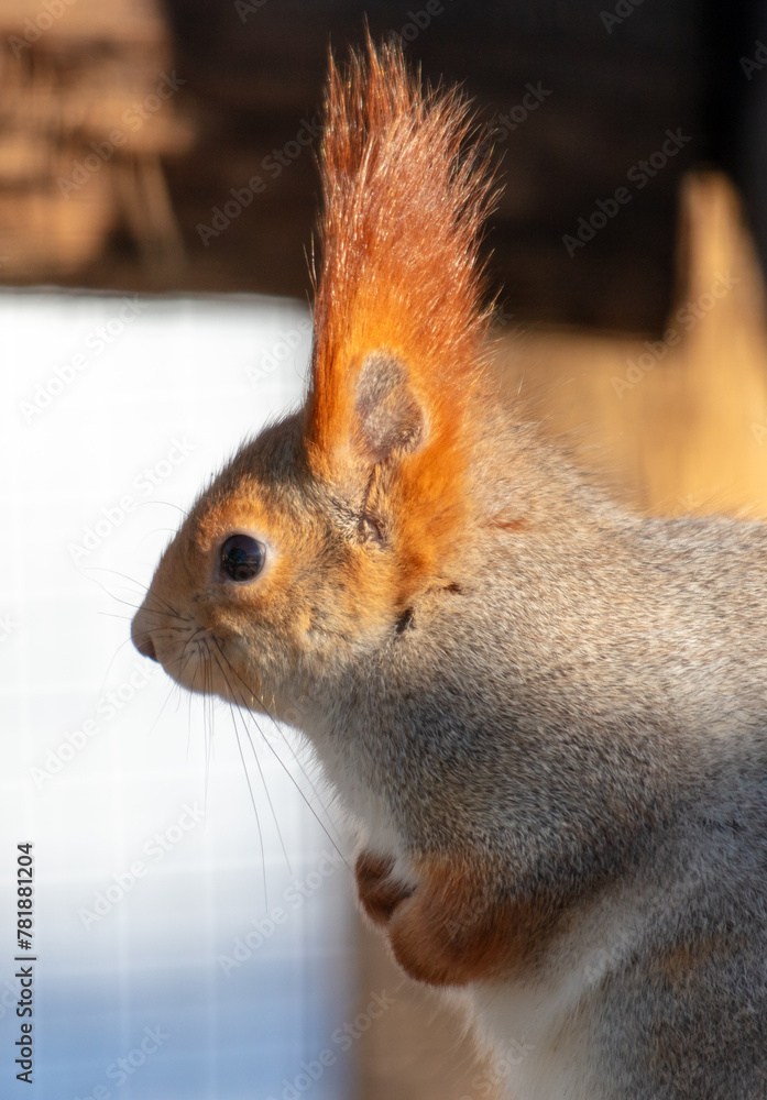 Fototapeta premium Portrait of a squirrel outdoors in winter