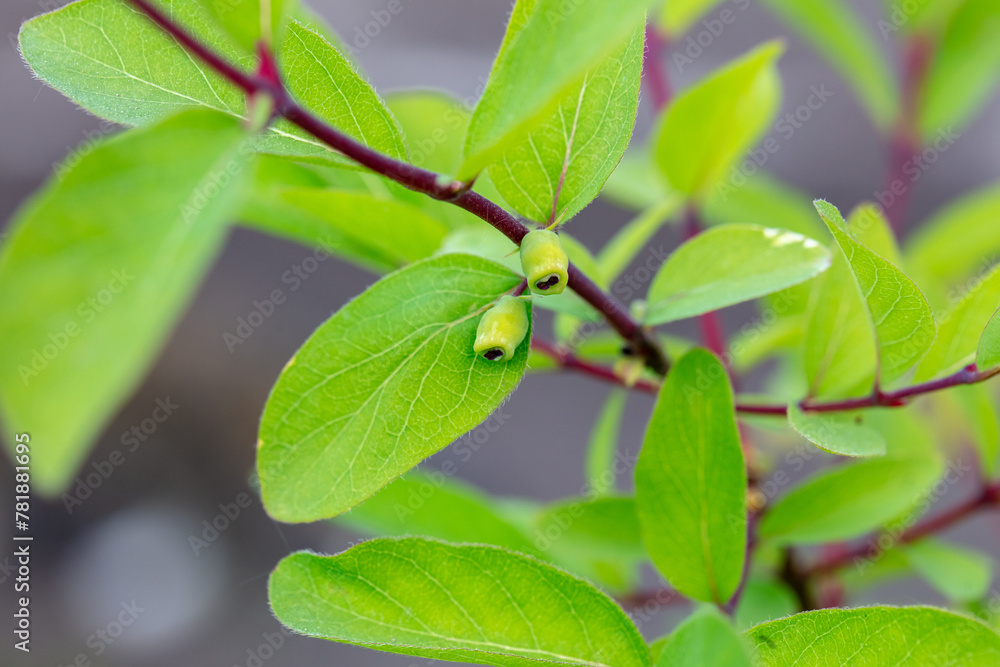 Honeysuckle berries on a plant in spring. Macro Honeysuckle berries on a plant in spring. Macro