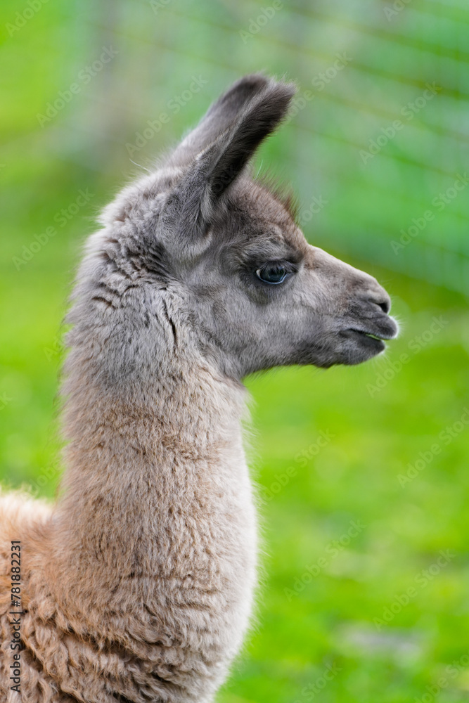 Obraz premium Portrait of an alpaca with brown fur. Animal in close-up.