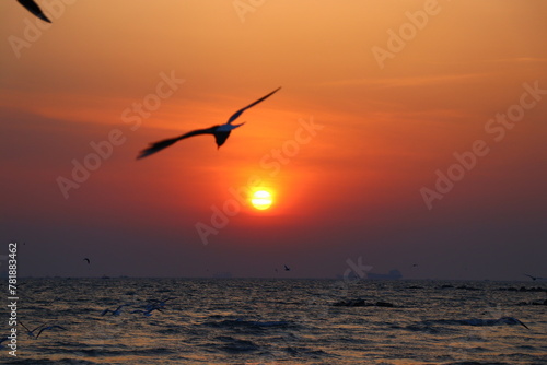 Seagull at sunrise