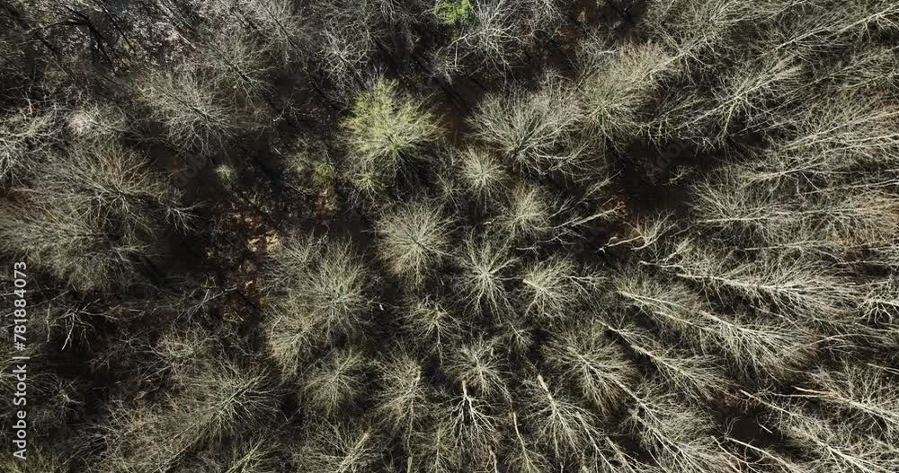 Dense Thicket Of Forest Trees And Wetland In Bell Slough Wildlife Management Area Near Mayflower In Arkansas. aerial topdown Dense Thicket Of Forest Trees And Wetland In Bell Slough Wildlife Management Area Near Mayflower In Arkansas. aerial topdown