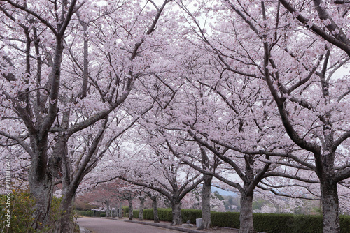 京都府亀岡市 七谷川和らぎの道 満開の桜並木