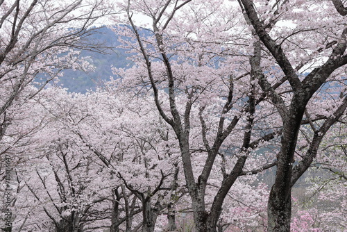 京都府亀岡市　七谷川和らぎの道　満開の桜並木